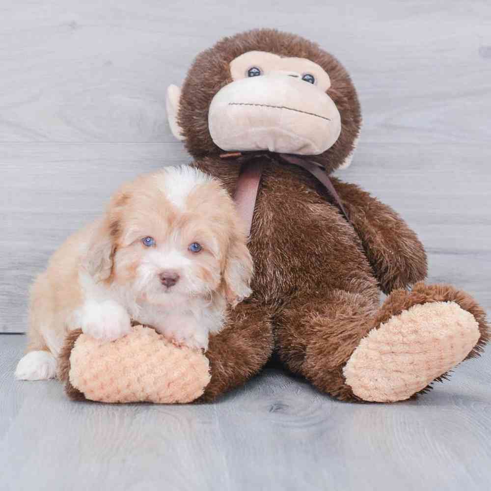 mini-aussiedoodle-anna-1441184295913911.jpg