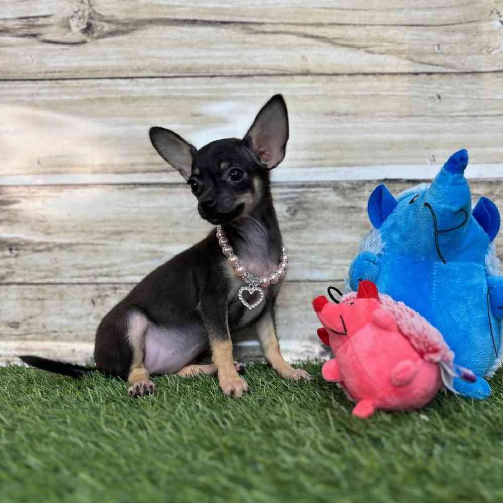 Female Chihuahua Puppy for Sale in Saugus, MA