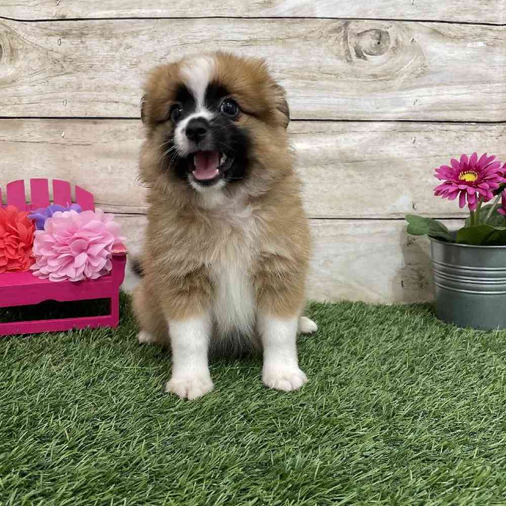 Female Aussie Pom Puppy for Sale in Braintree, MA