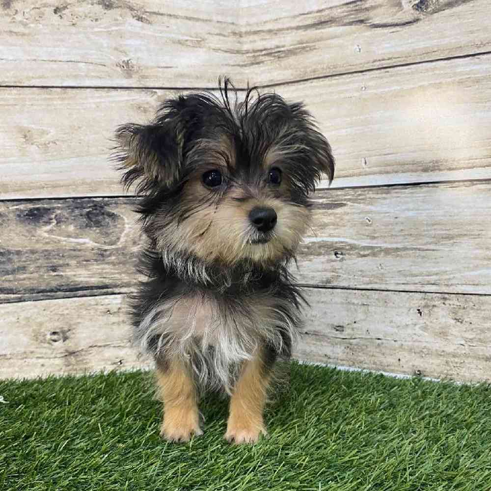 Male Silkese Puppy for Sale in Saugus, MA