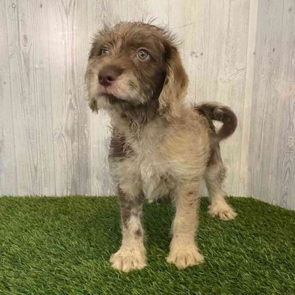 Male Mini Labradoodle Puppy for sale