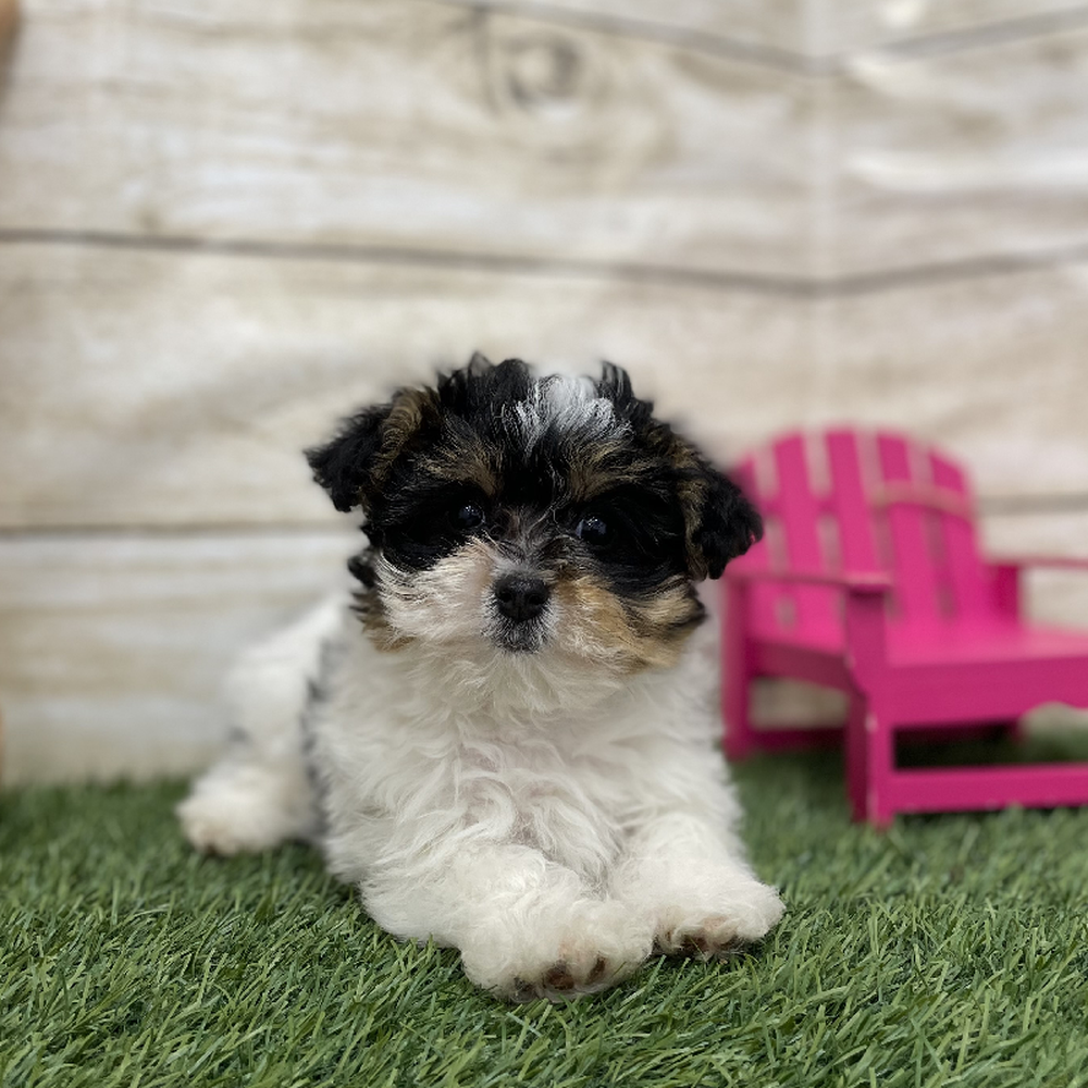 Female Yorkie-Poo Puppy for Sale in Braintree, MA