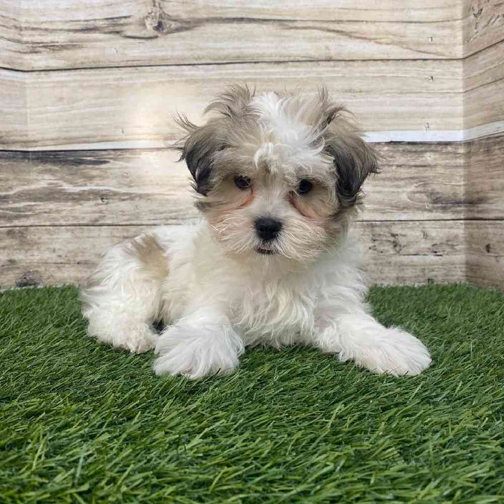 Male Malshi Puppy for Sale in Saugus, MA