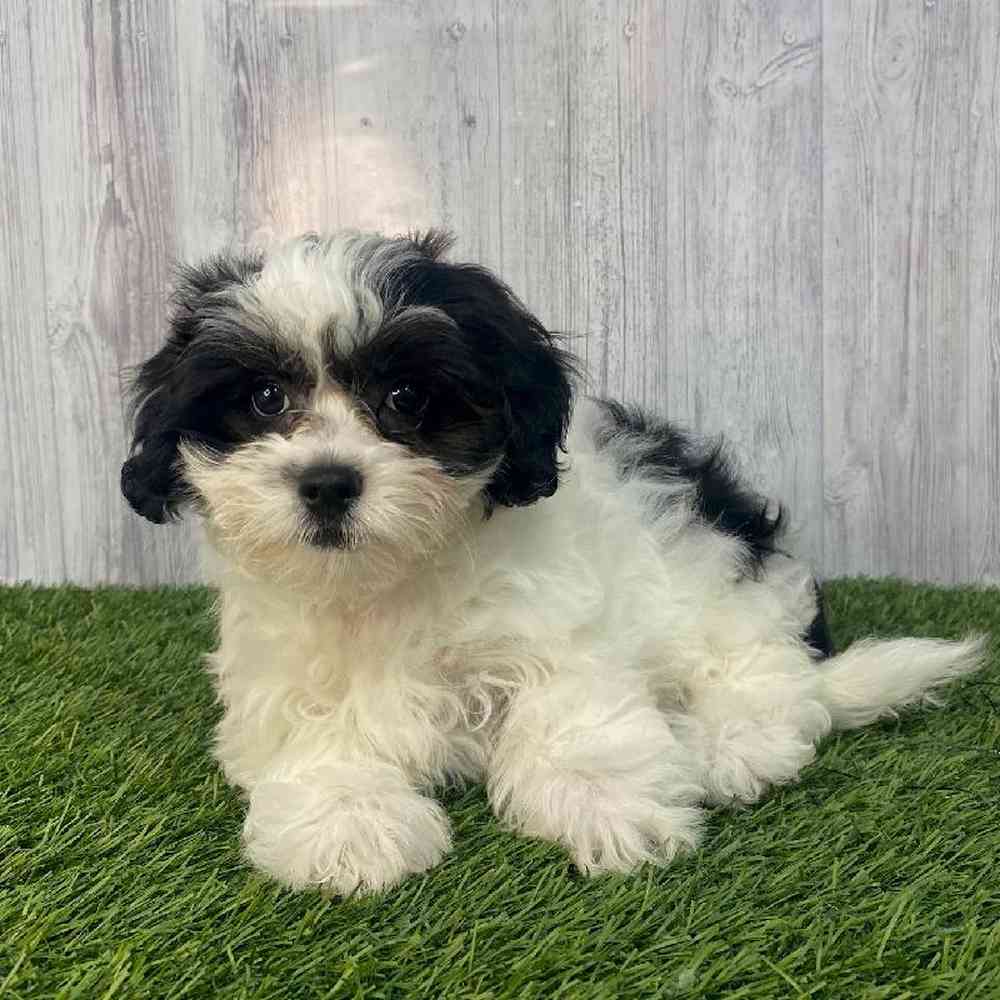 Female Lhasa-Poo Puppy for Sale in Saugus, MA
