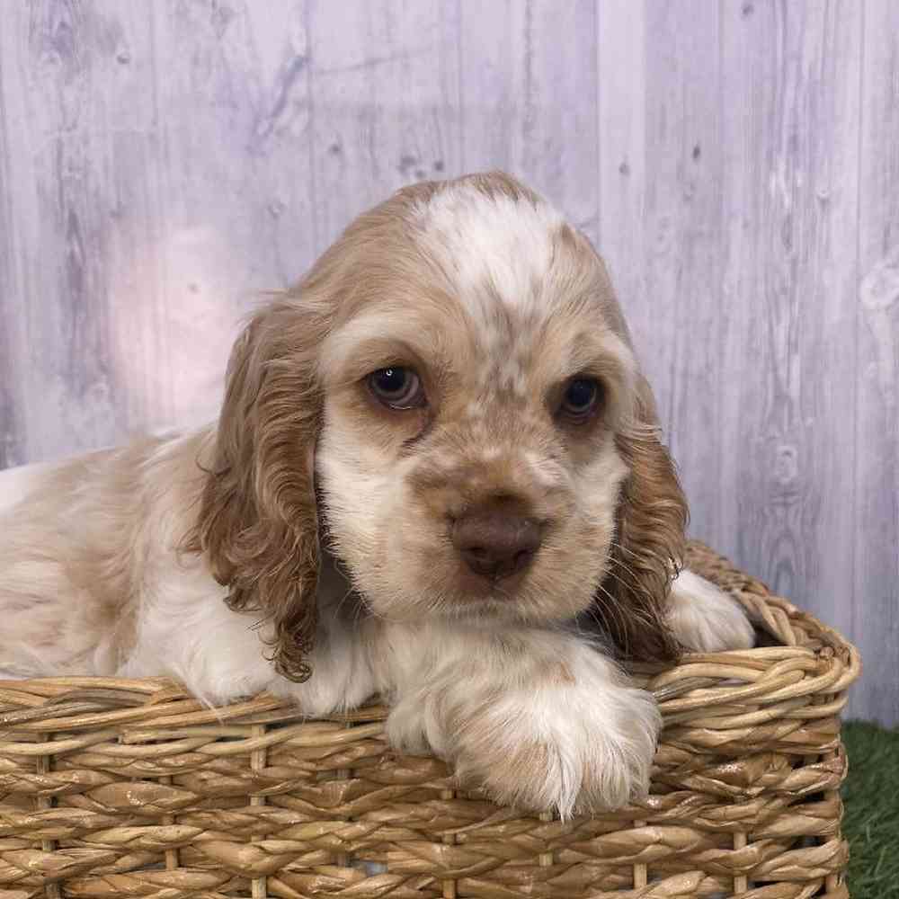 Female Cocker Spaniel Puppy for Sale in Saugus, MA