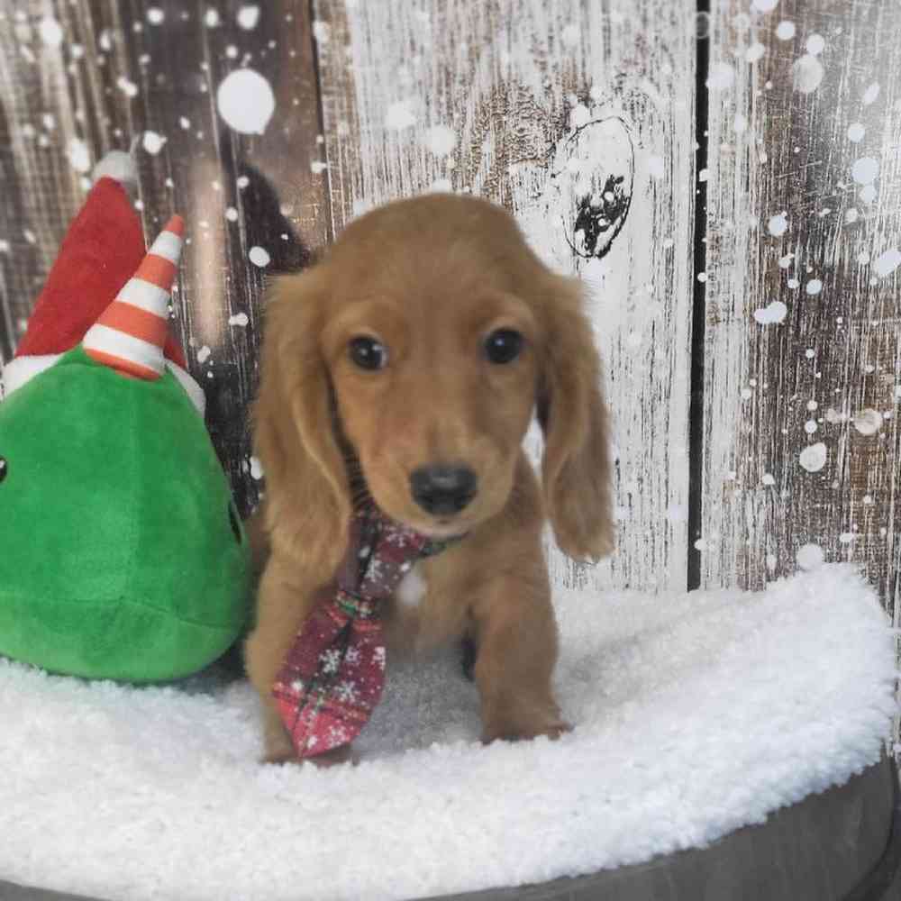 Male Dachshund Puppy for Sale in Saugus, MA