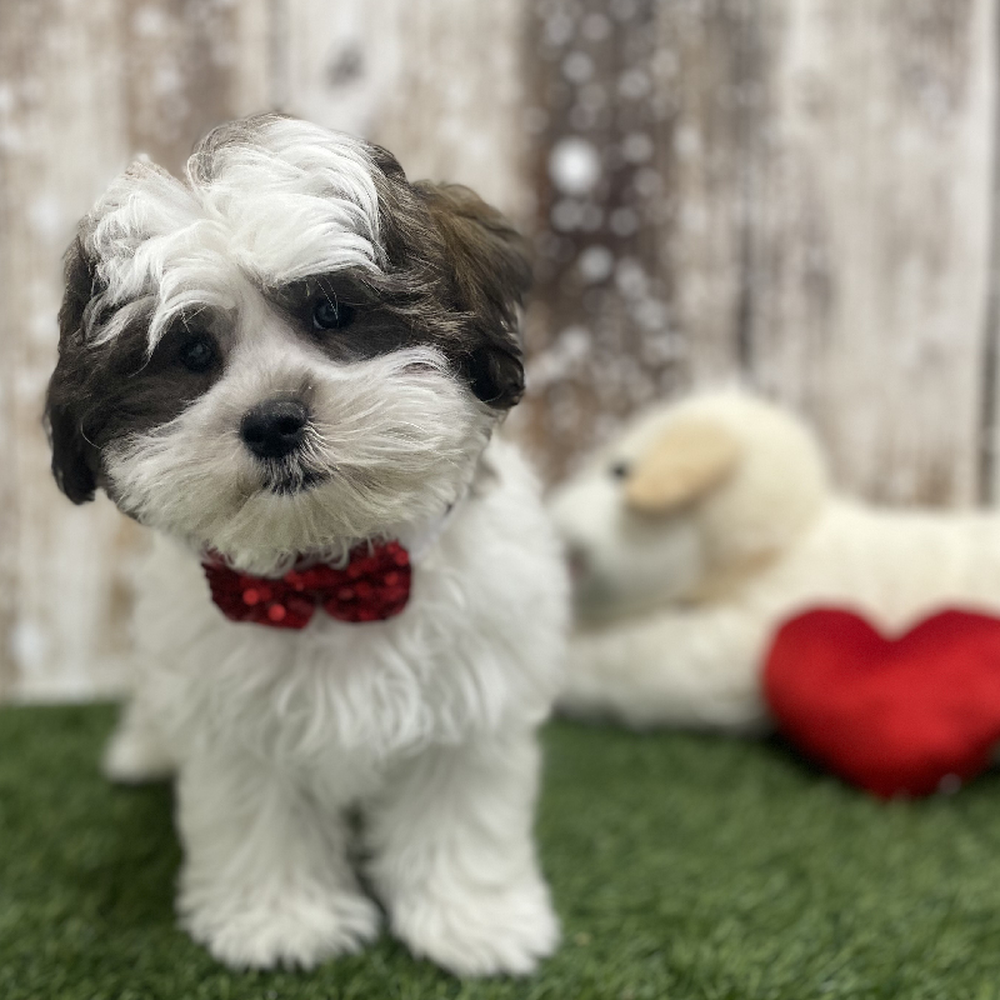 Male Teddy Bear (Zuchon) Puppy for Sale in Braintree, MA