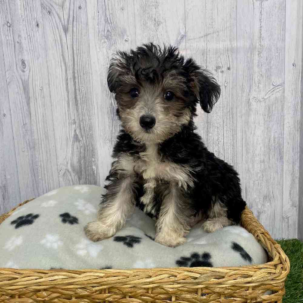 Male Schnoodle Puppy for Sale in Saugus, MA