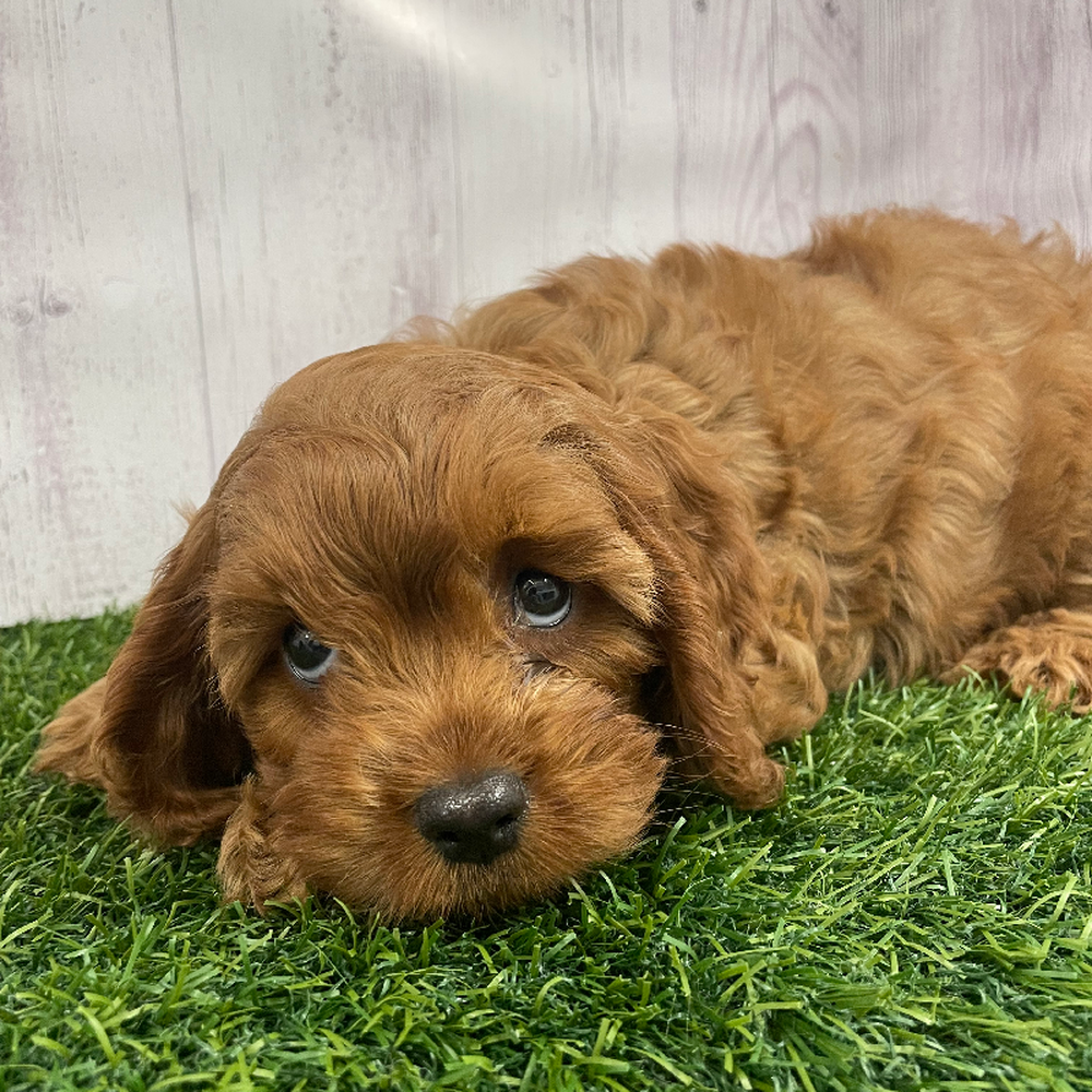 Female Cavapoo Puppy for Sale in Braintree, MA