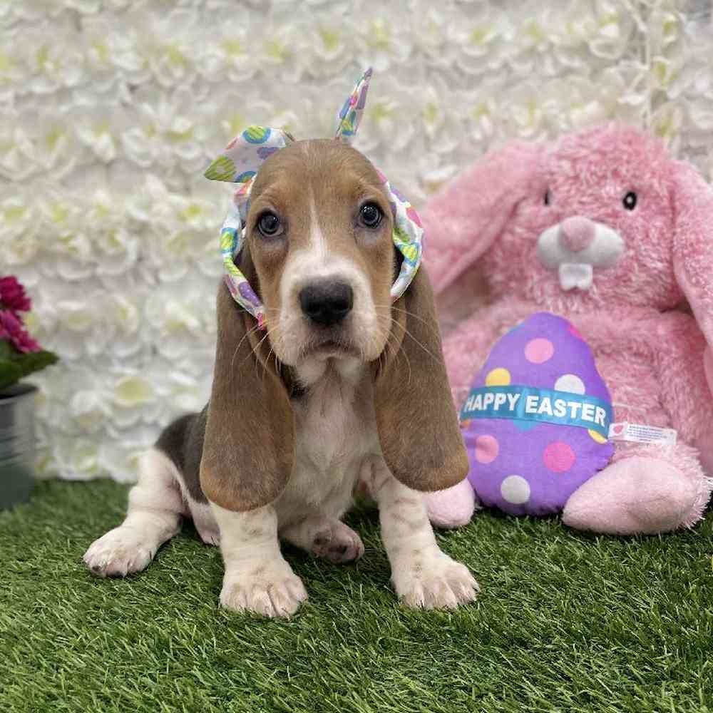 Female Basset Hound Puppy for Sale in Braintree, MA
