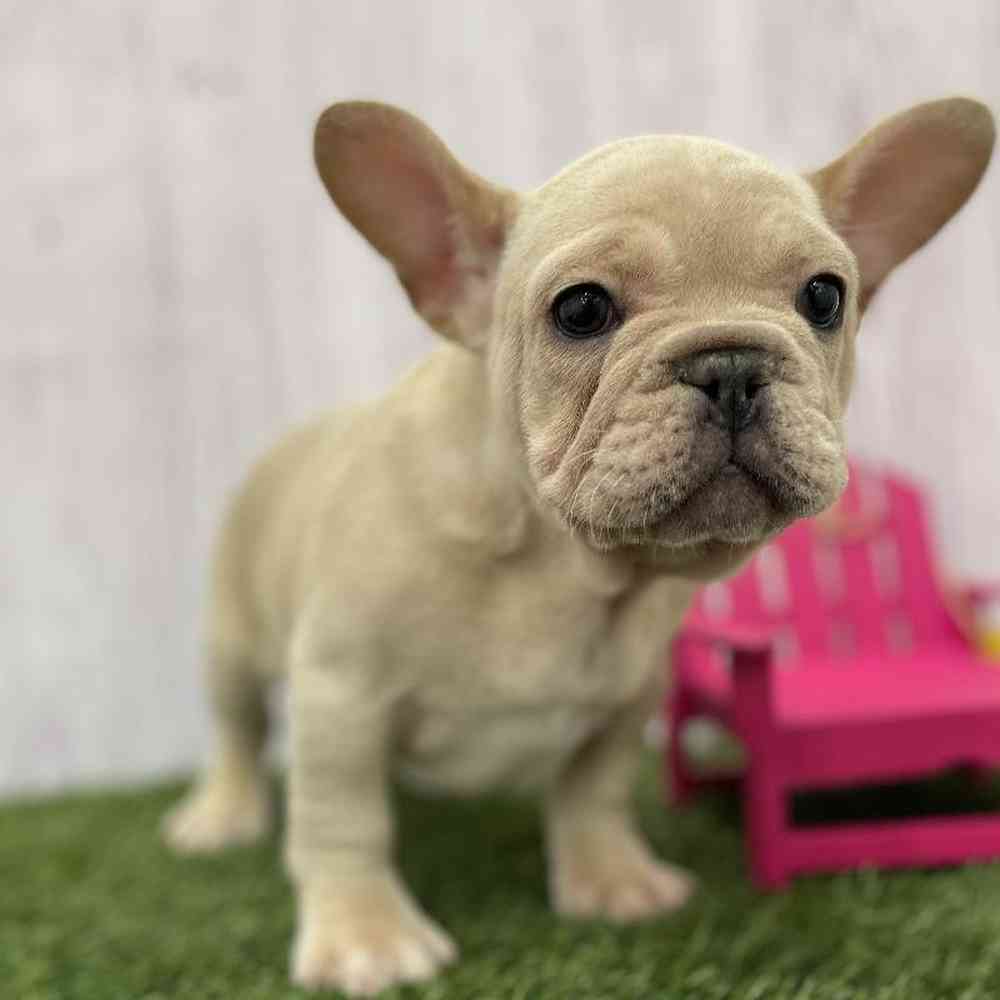 Male French Bulldog Puppy for Sale in Braintree, MA