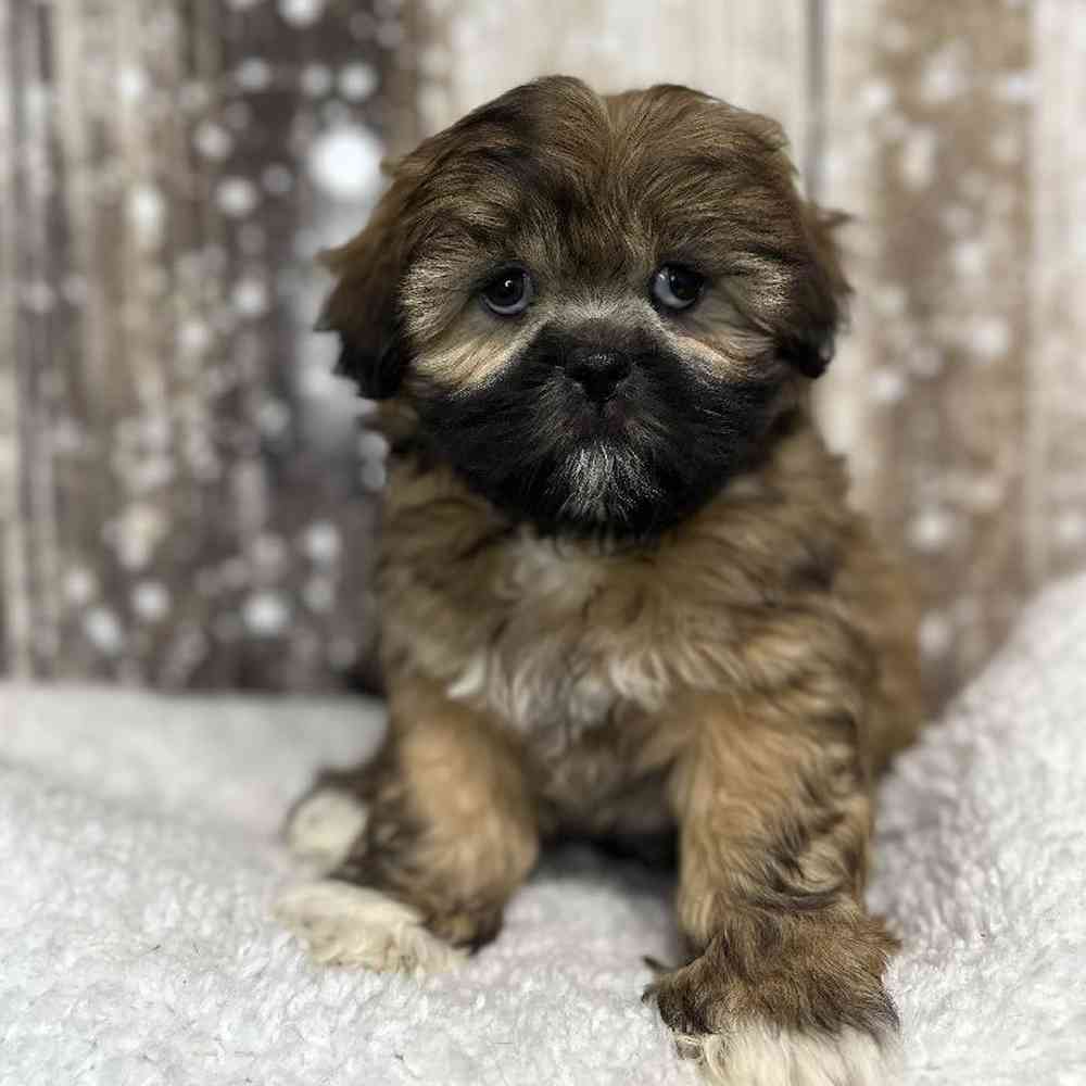 Female Lhasa Apso Puppy for Sale in Saugus, MA