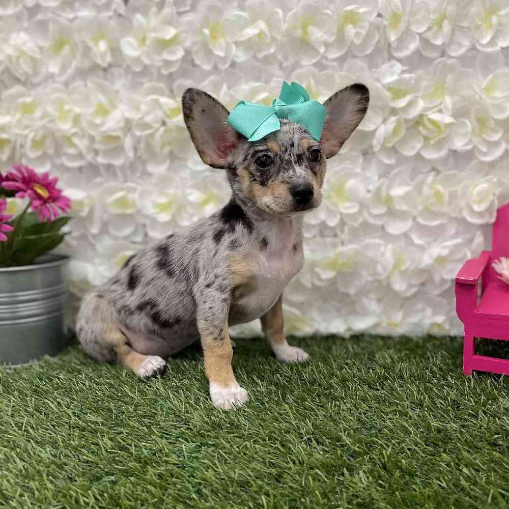 Female Chihuahua Puppy for Sale in Braintree, MA