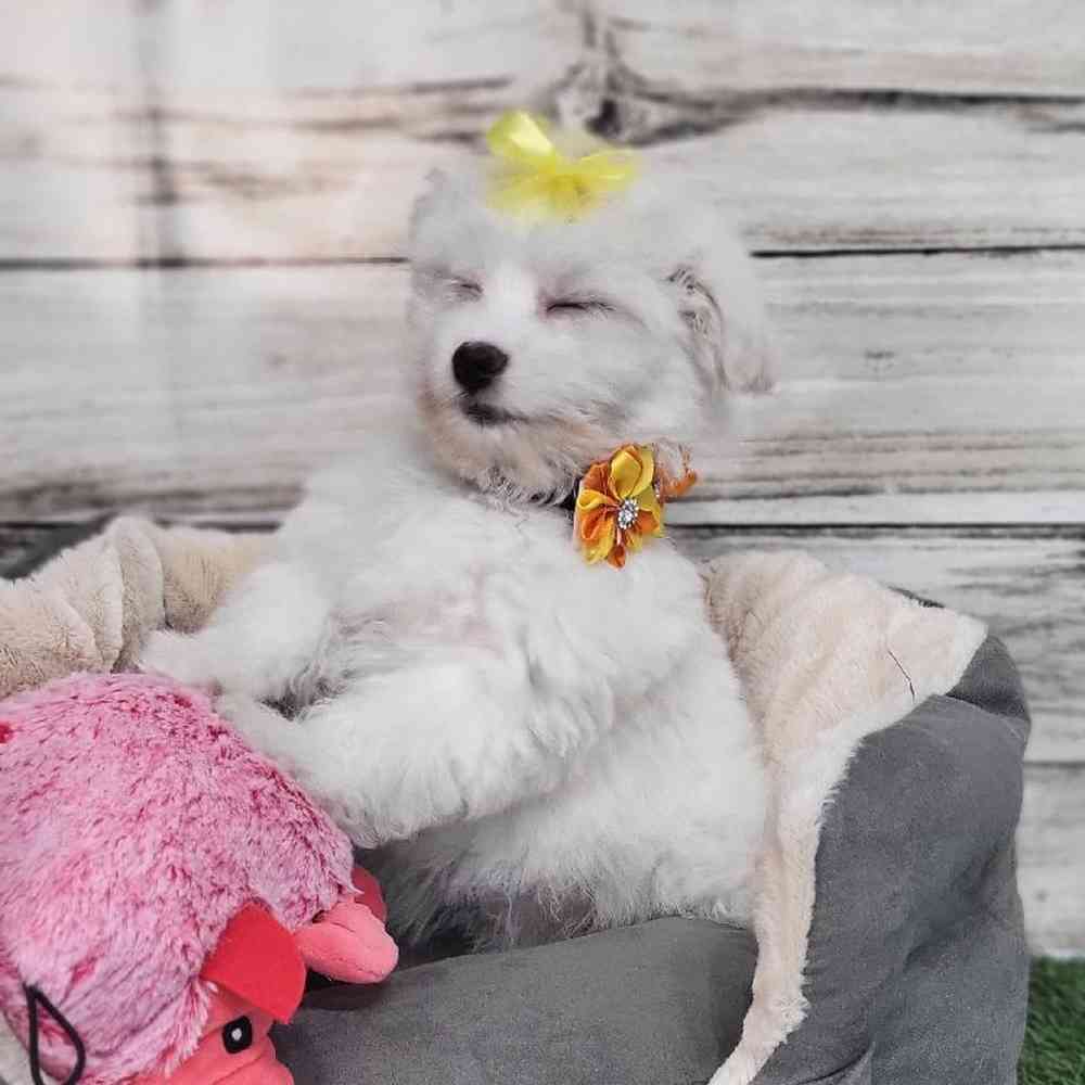 Female Coton De Tulear Puppy for Sale in Saugus, MA