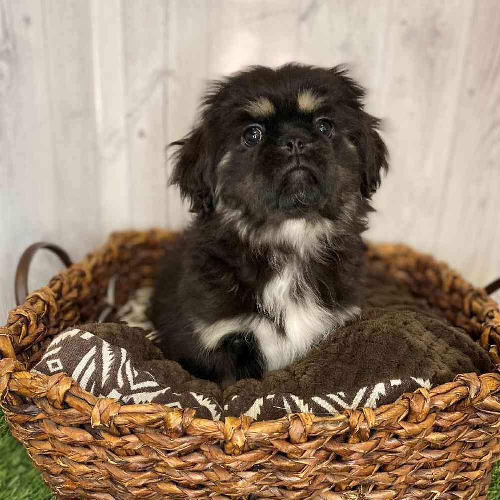 Male Pekingese Puppy for Sale in Saugus, MA