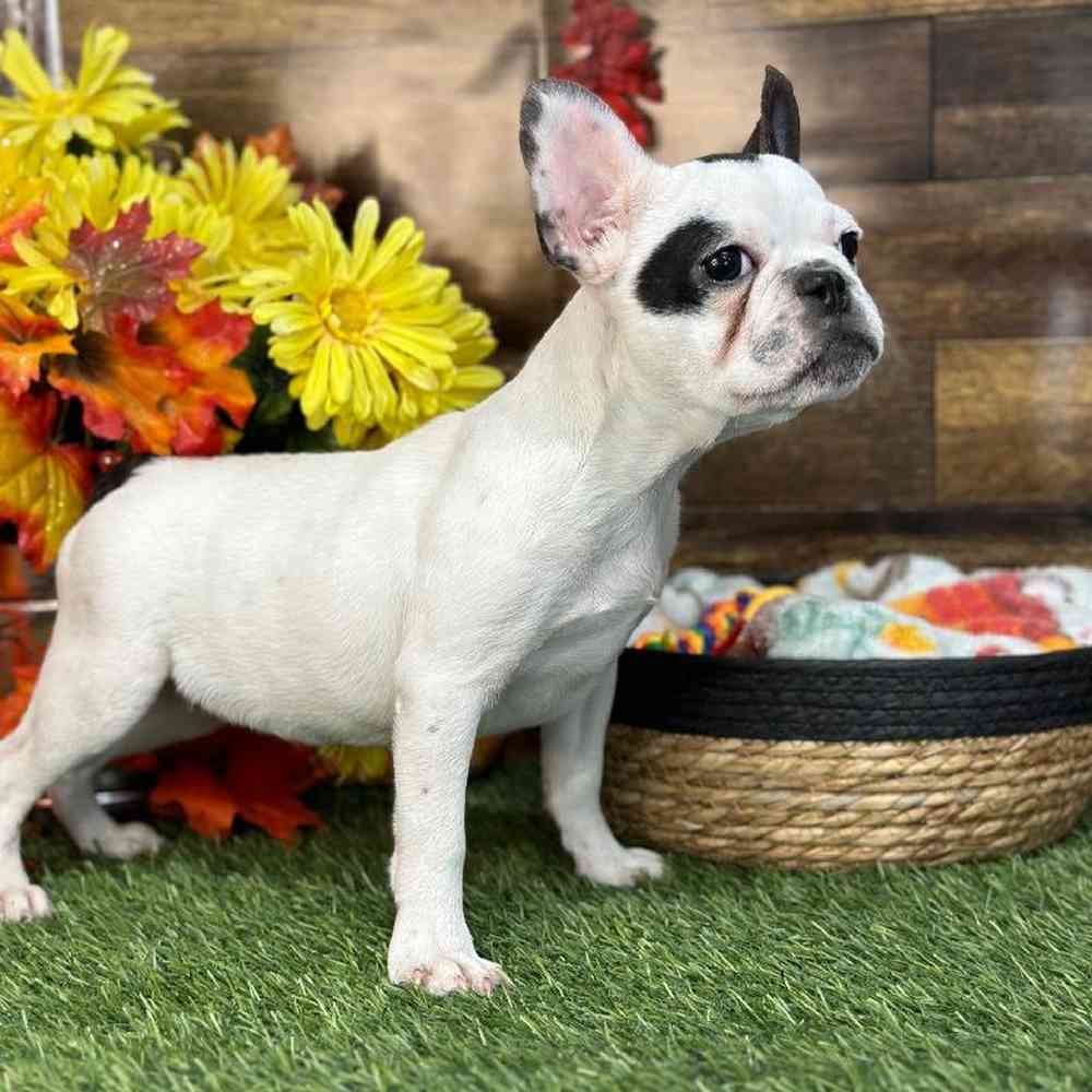 Male French Bulldog Puppy for Sale in Saugus, MA