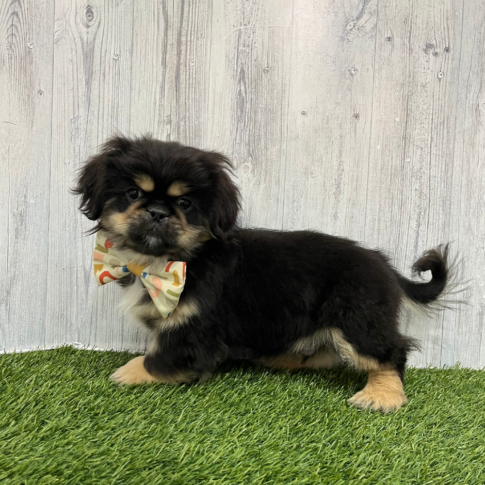 Male Pekingese Puppy for Sale in Braintree, MA