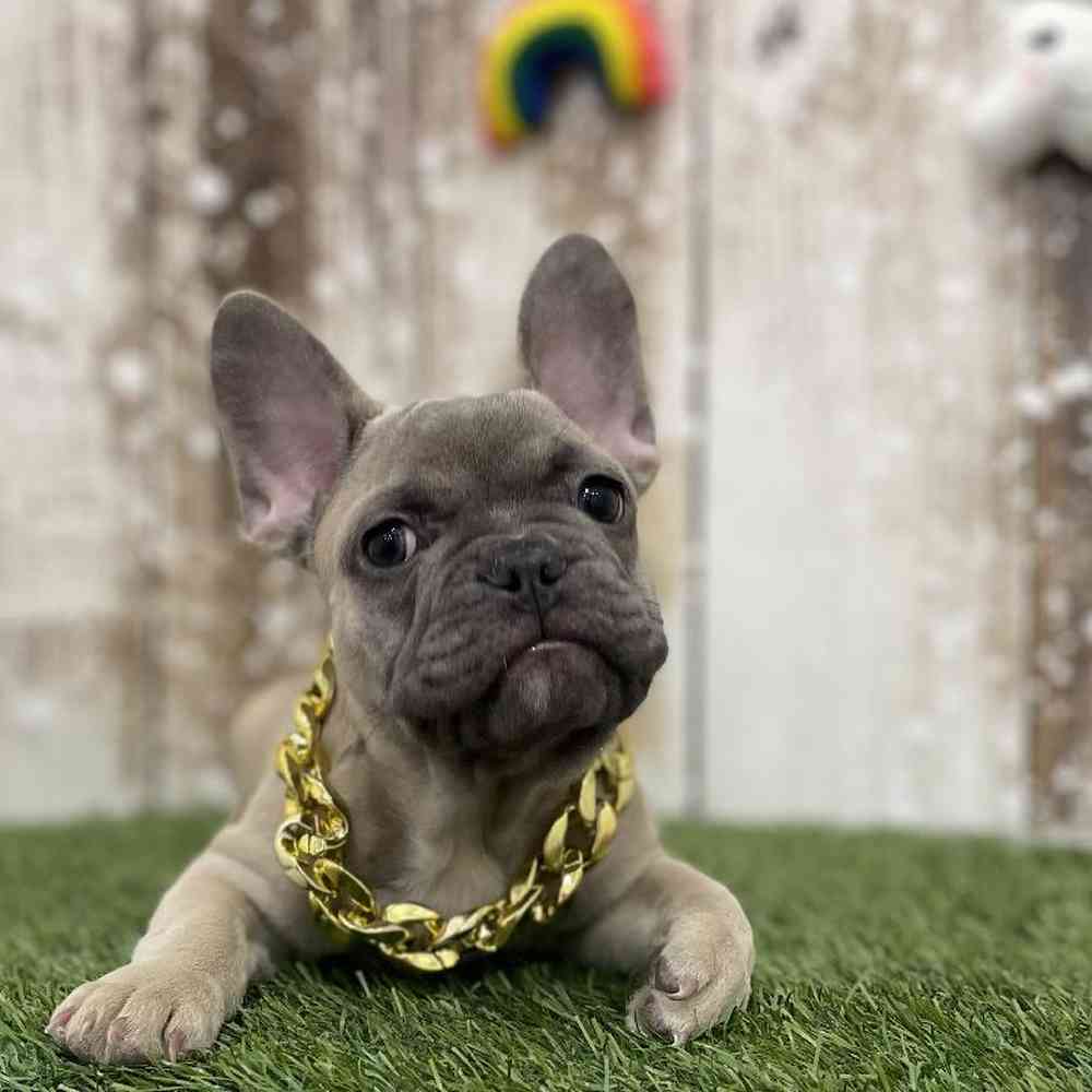 Male French Bulldog Puppy for Sale in Braintree, MA