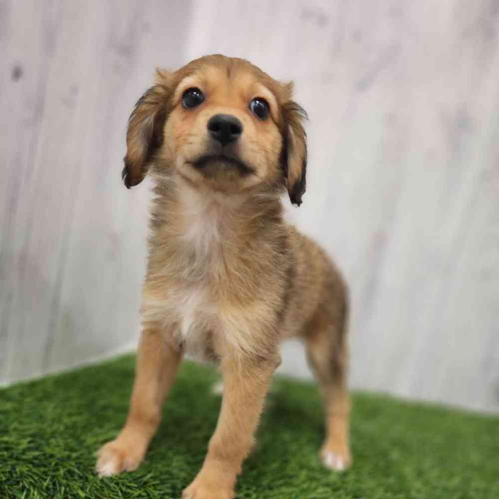 Female Mini Aussiedoodle Puppy for Sale in Braintree, MA