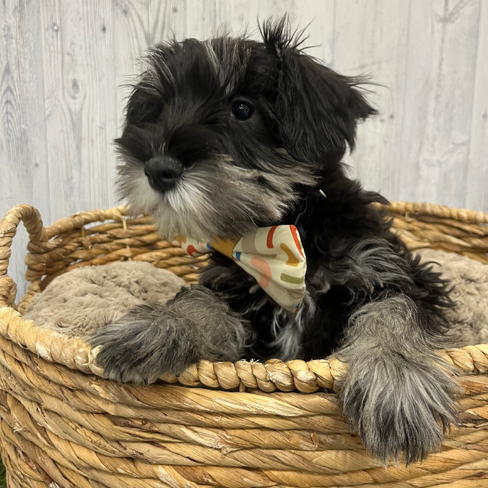 Male Miniature Schnauzer Puppy for Sale in Braintree, MA