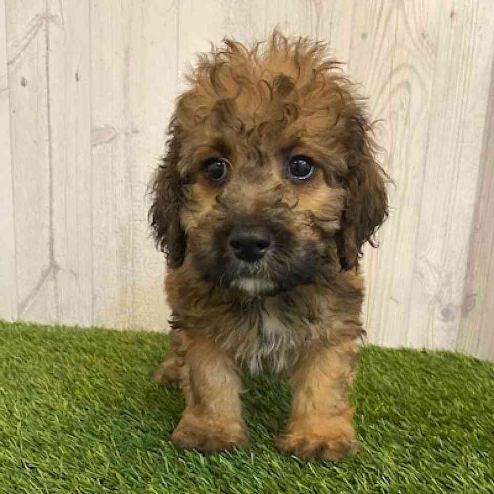 Male Mini Goldendoodle 2nd Gen Puppy for sale