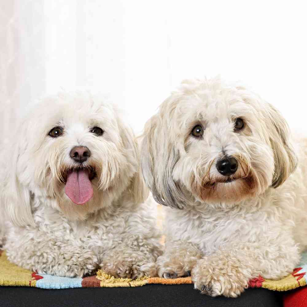 Coton De Tulear image