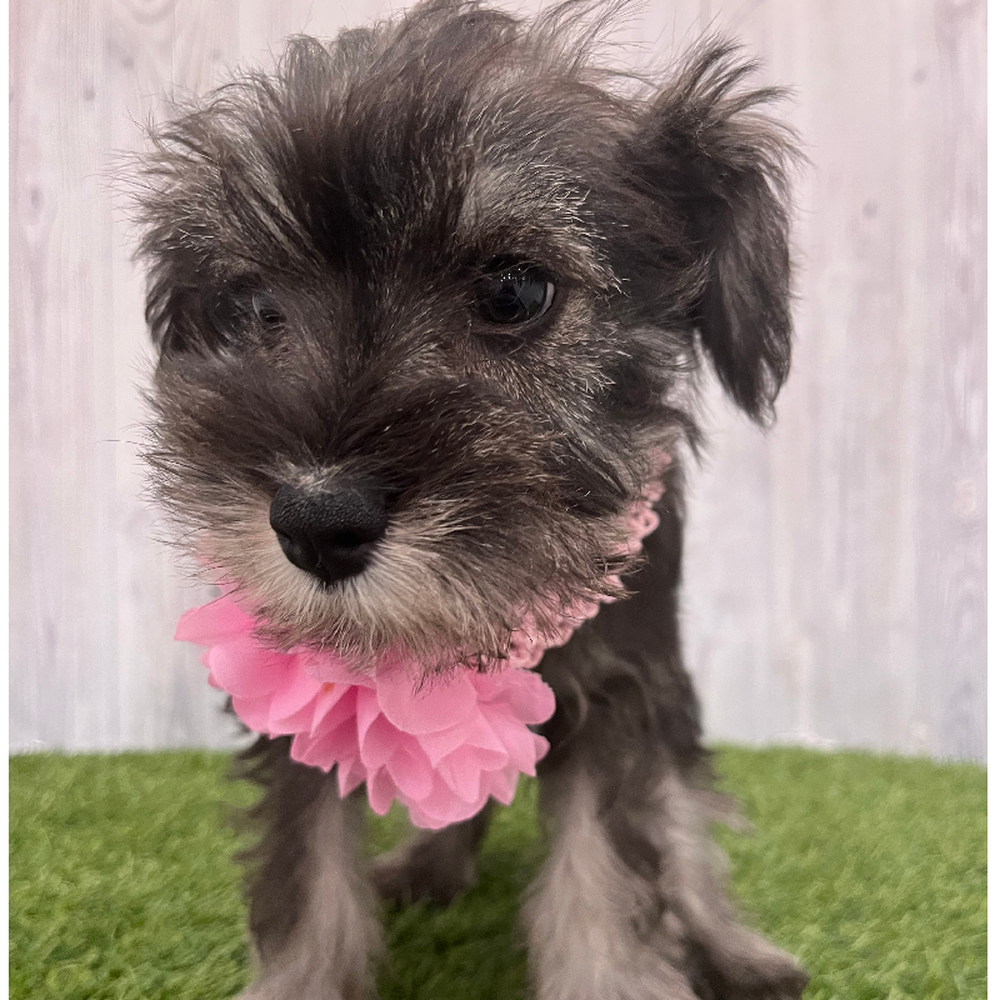 Female Miniature Schnauzer Puppy for Sale in Braintree, MA