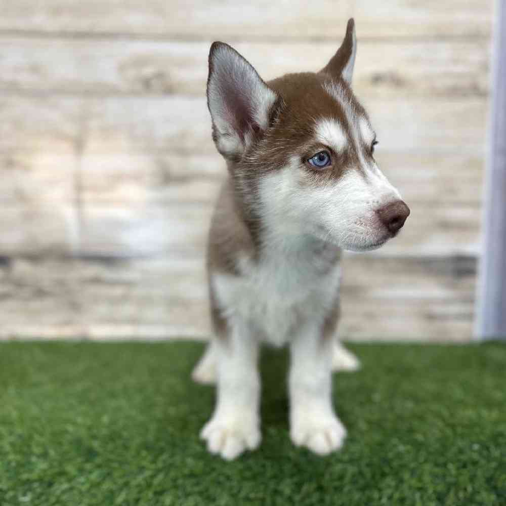 Male Siberian Husky Puppy for Sale in Braintree, MA