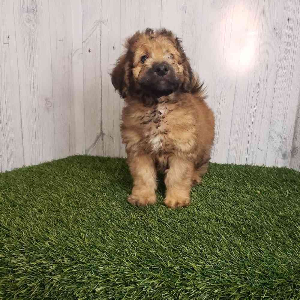 Male Mini Goldendoodle 2nd Gen Puppy for sale