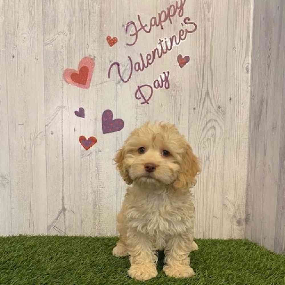 Male Cockapoo Puppy for sale
