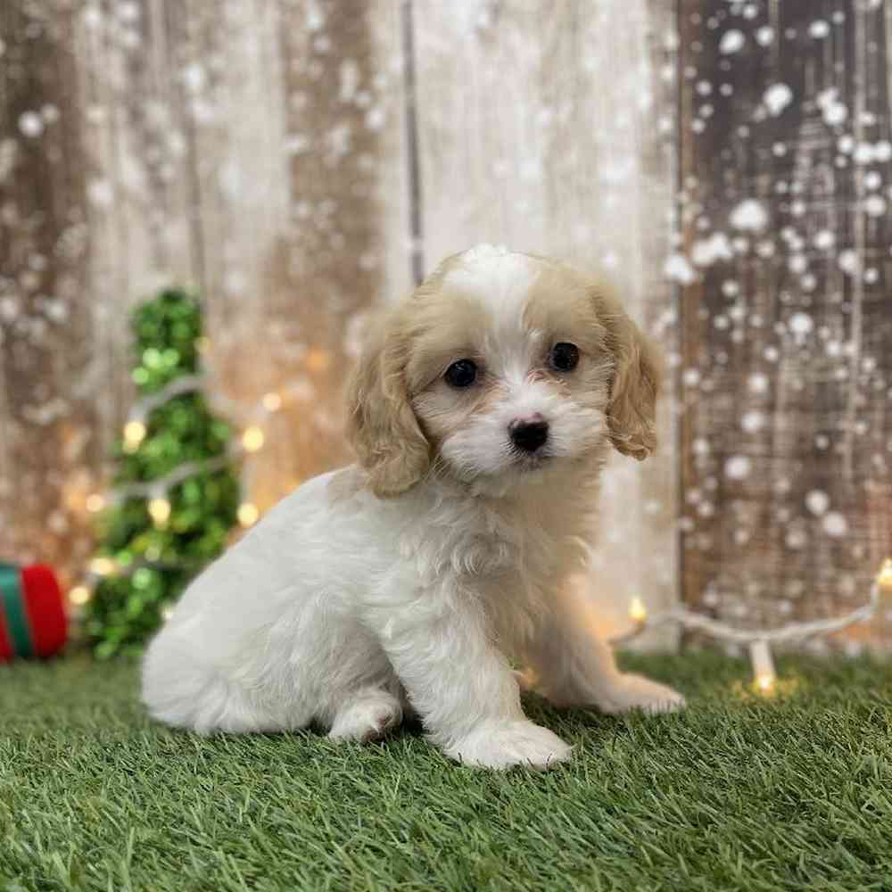 Female Cavapoo Puppy for Sale in Braintree, MA