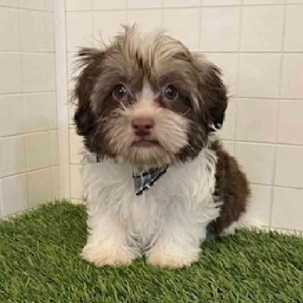 Male Havanese Puppy for sale