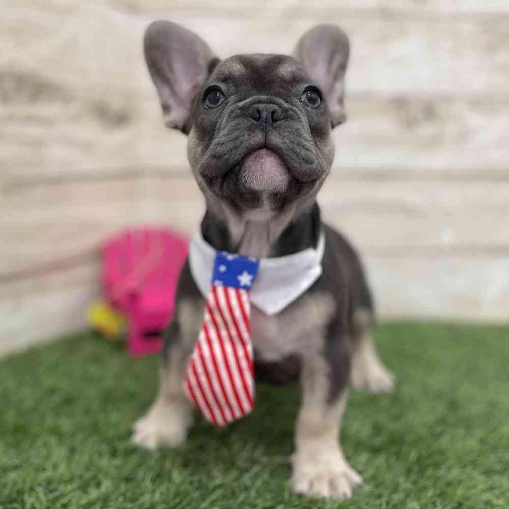 Male French Bulldog Puppy for Sale in Braintree, MA
