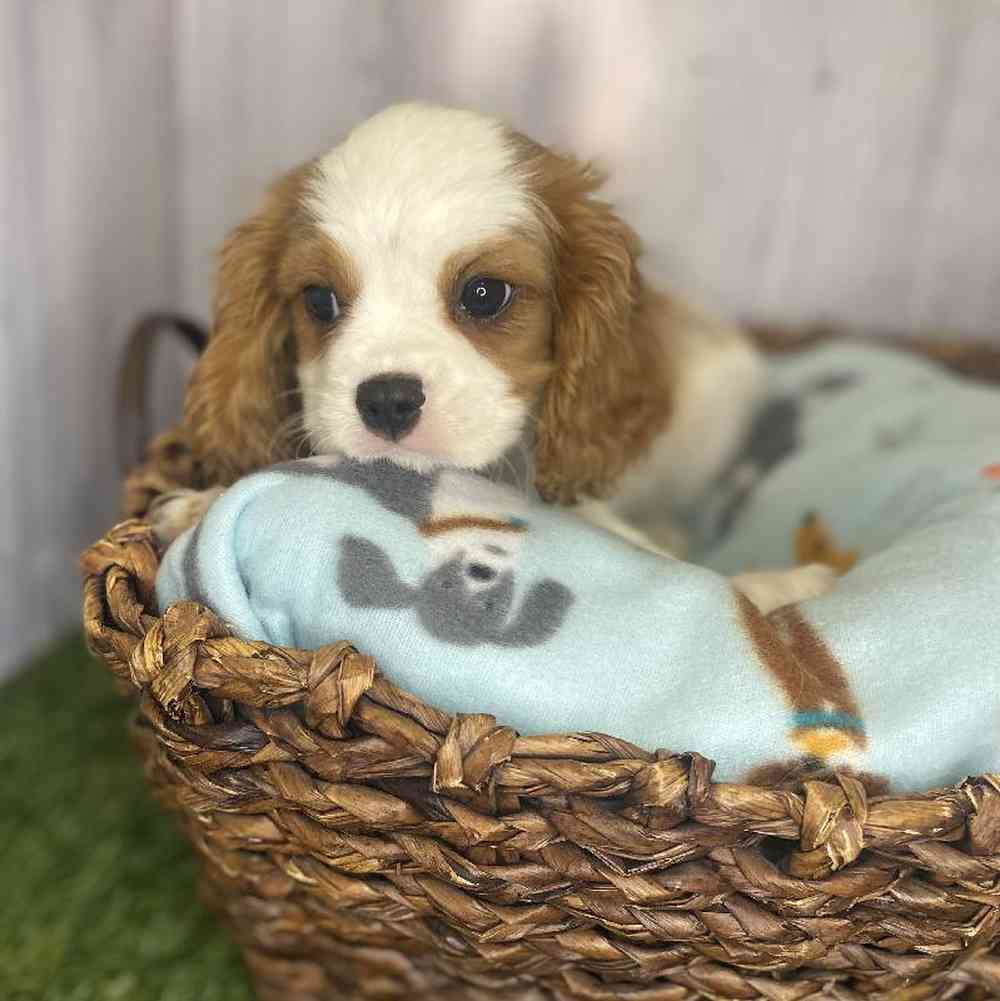 Male Cavalier King Charles Spaniel Puppy for Sale in Saugus, MA