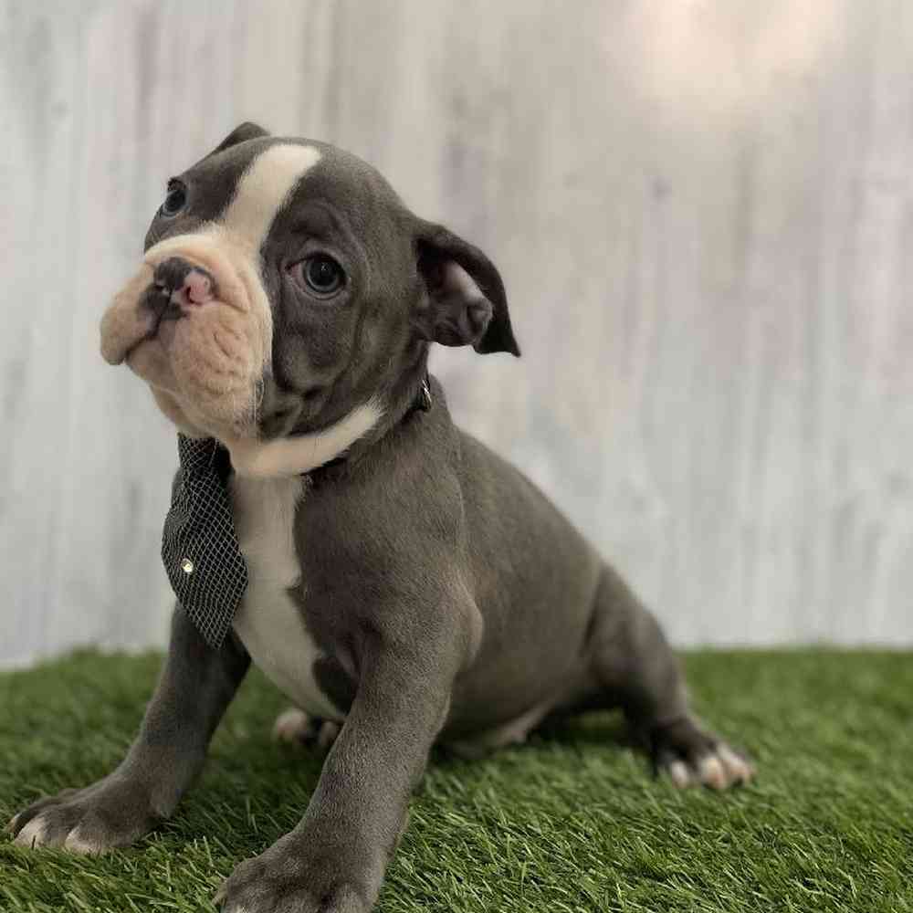 Male French Bulldog Puppy for sale