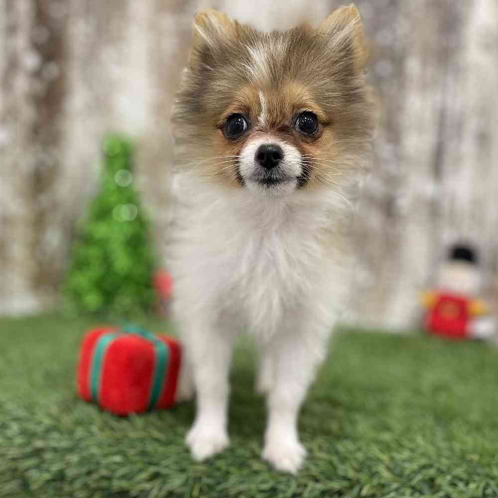 Female Pomeranian Puppy for Sale in Braintree, MA