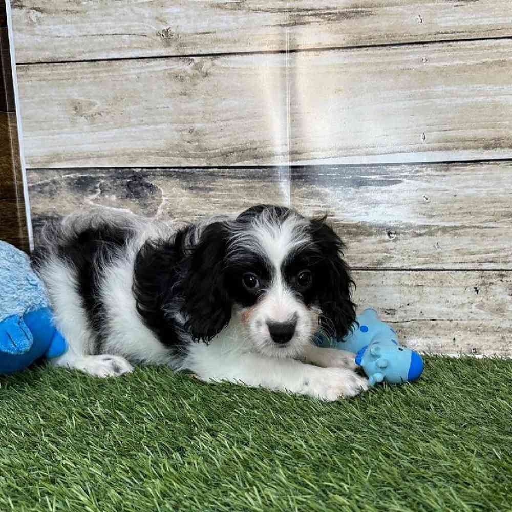 Male Cavapoo Puppy for Sale in Saugus, MA