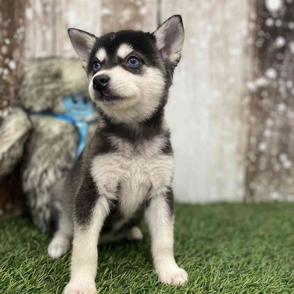 Female Alaskan Klee Kai Puppy for Sale in Braintree, MA