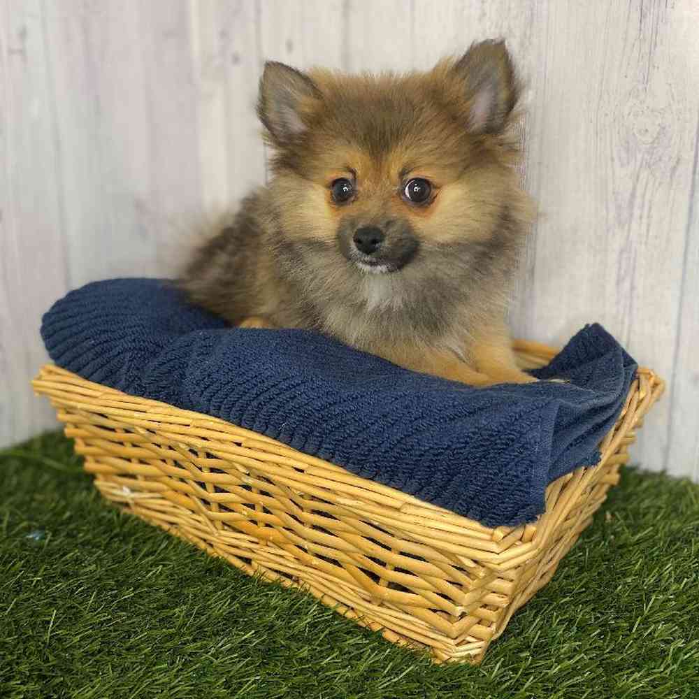 Male Pomeranian Puppy for Sale in Saugus, MA