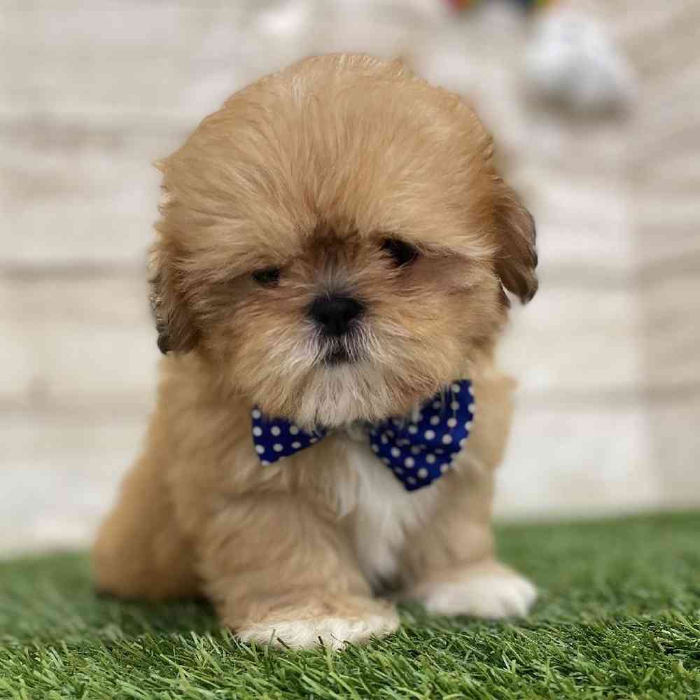 Male Shih Tzu Puppy for Sale in Braintree, MA