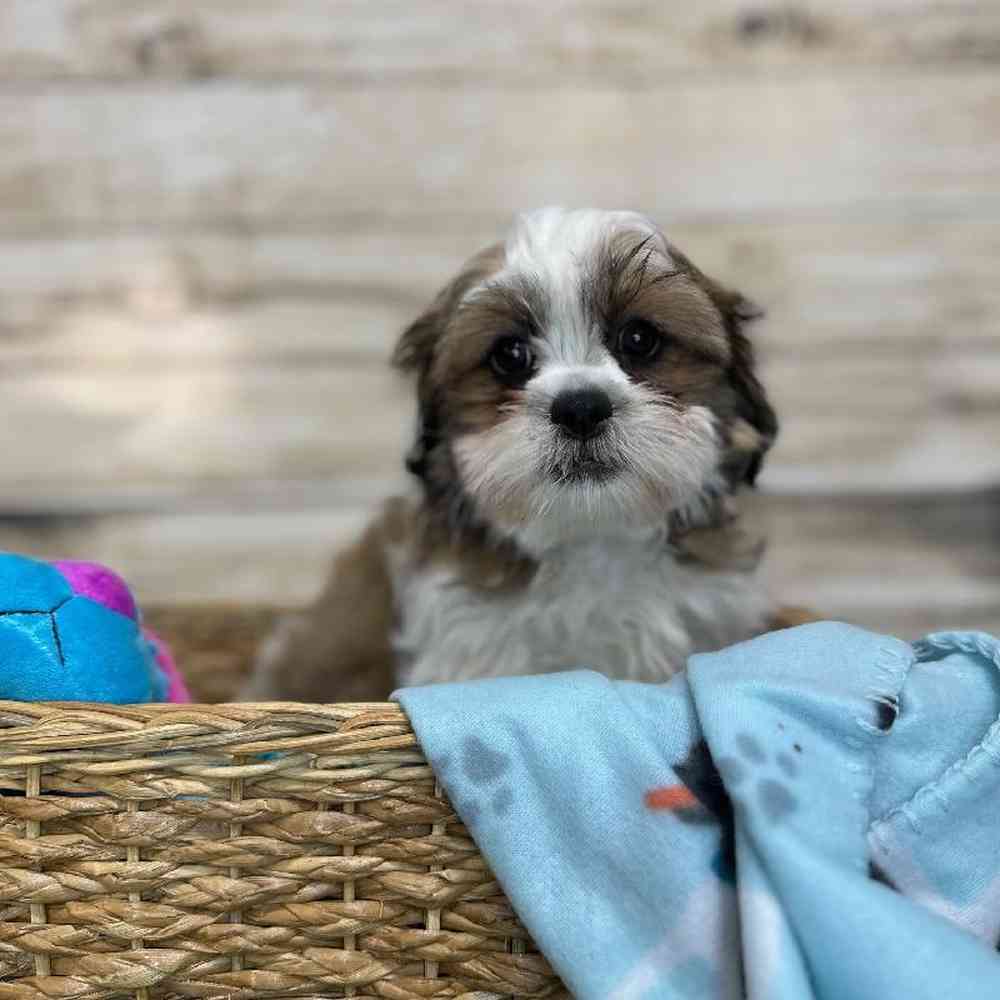 Male Teddy Bear (Zuchon) 2nd Gen Puppy for Sale in Saugus, MA