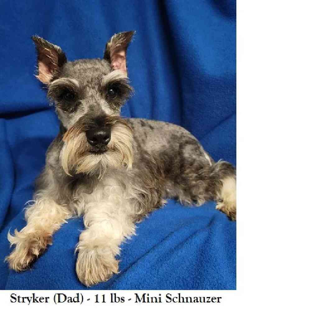 Female Miniature Schnauzer Puppy for Sale in Saugus, MA