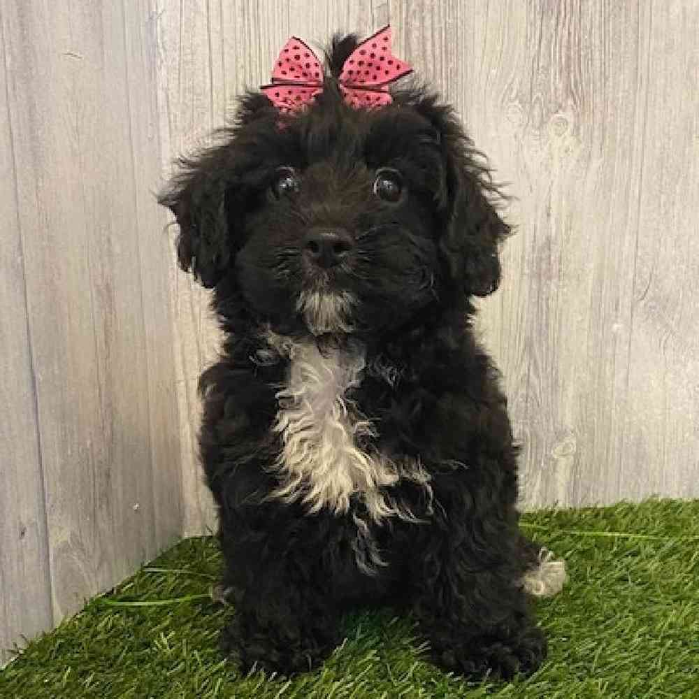 Female Yorkie-Poo Puppy for sale
