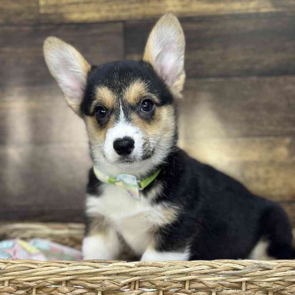Male Pembroke Welsh Corgi Puppy for Sale in Saugus, MA
