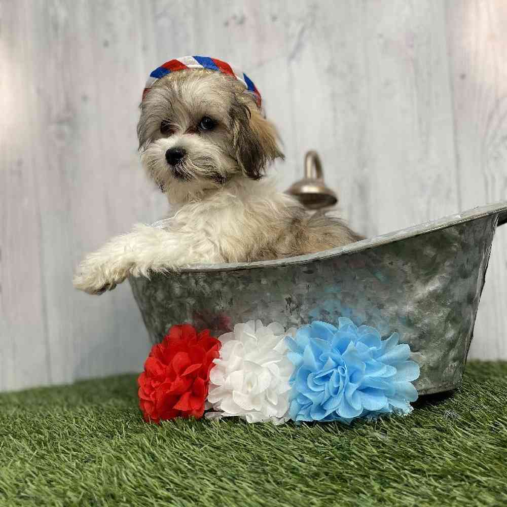 Male Malshi Puppy for sale