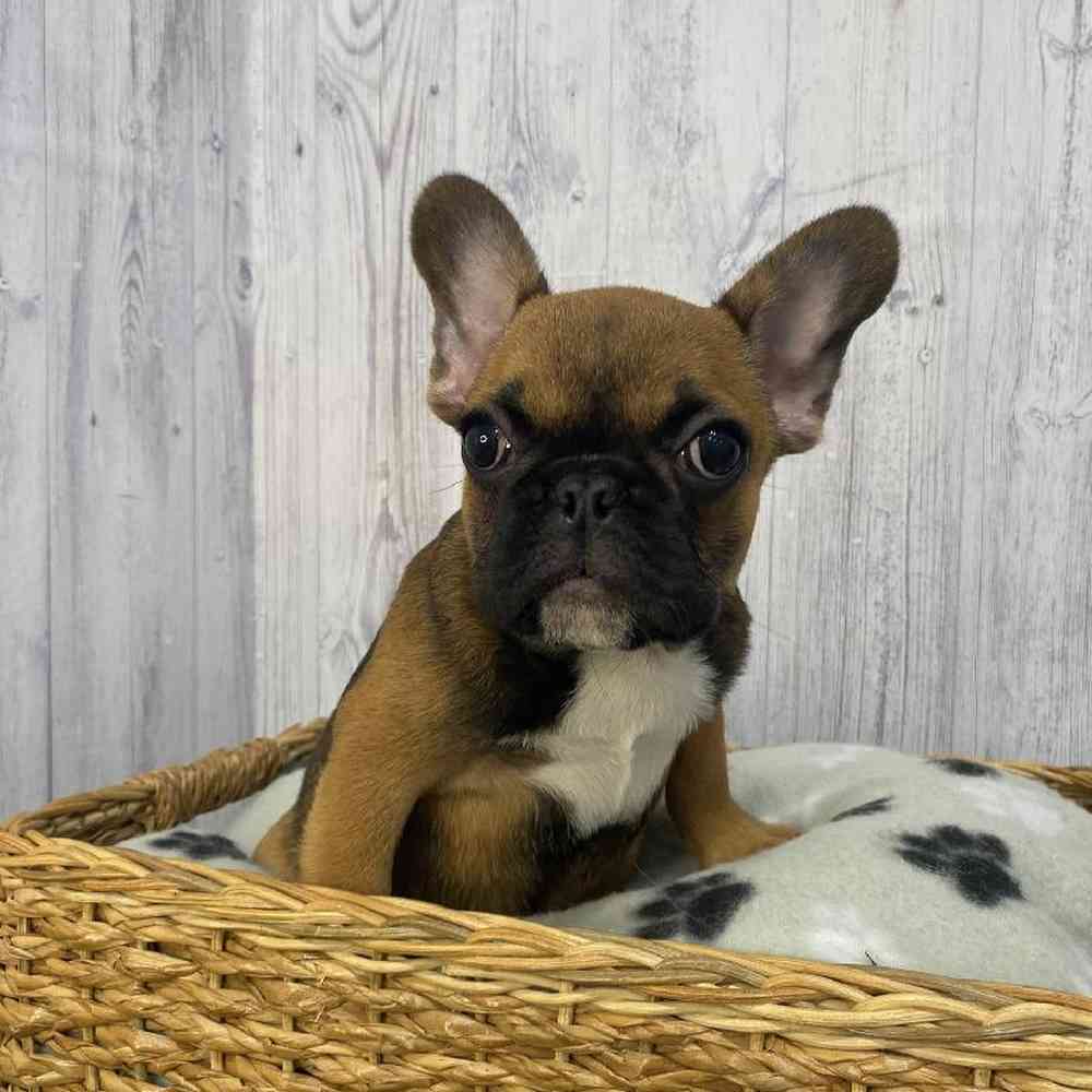 Male French Bulldog Puppy for Sale in Saugus, MA