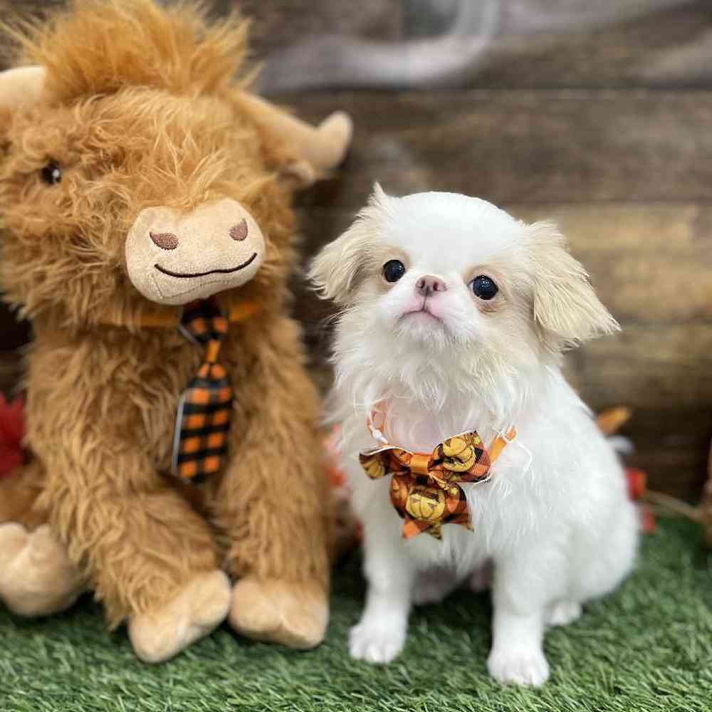 Male Japanese Chin Puppy for Sale in Braintree, MA