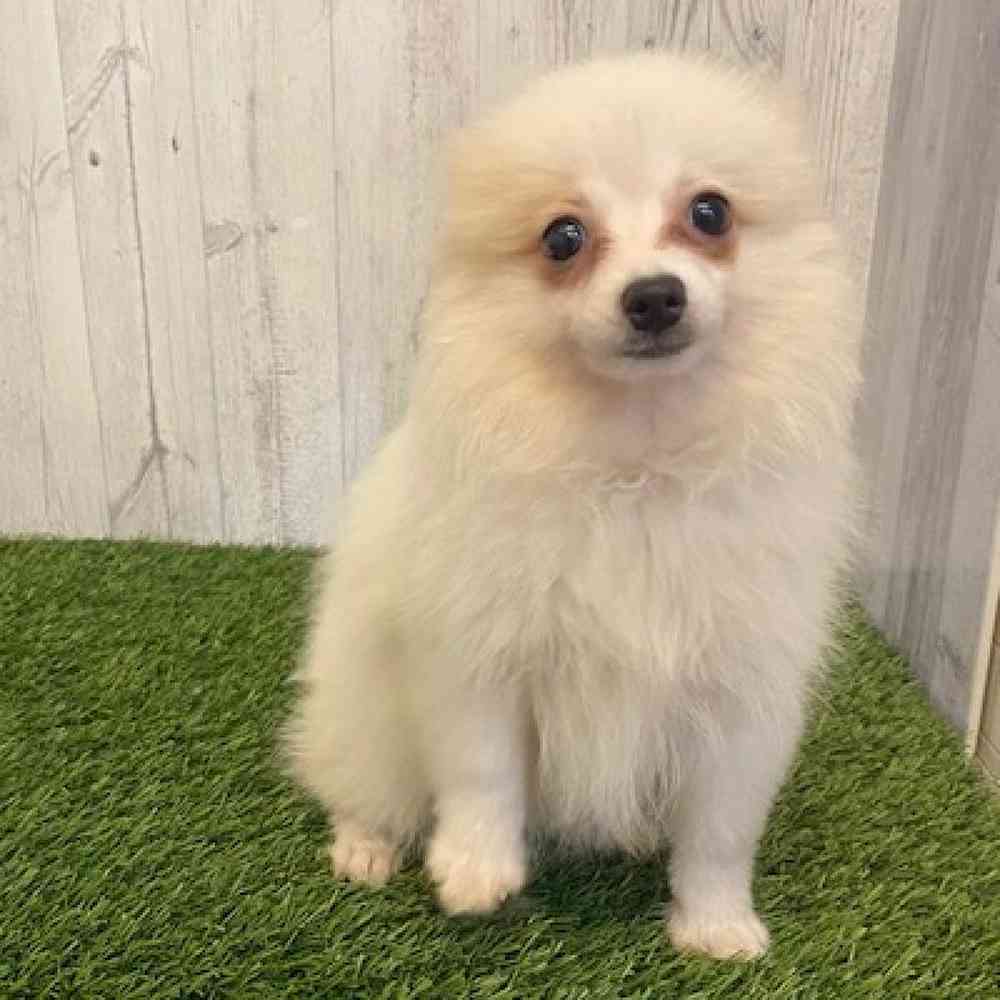 Female Pomeranian Puppy for sale
