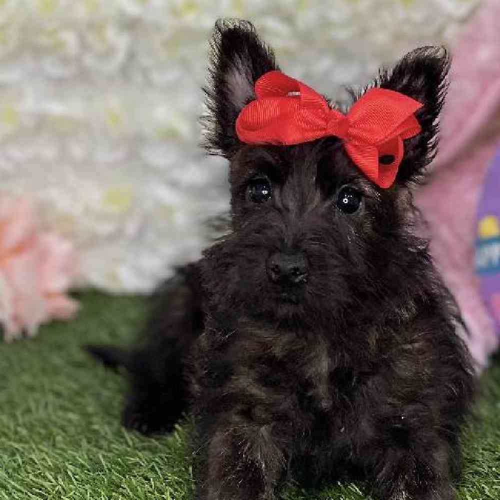 Female Cairn Terrier Puppy for Sale in Braintree, MA