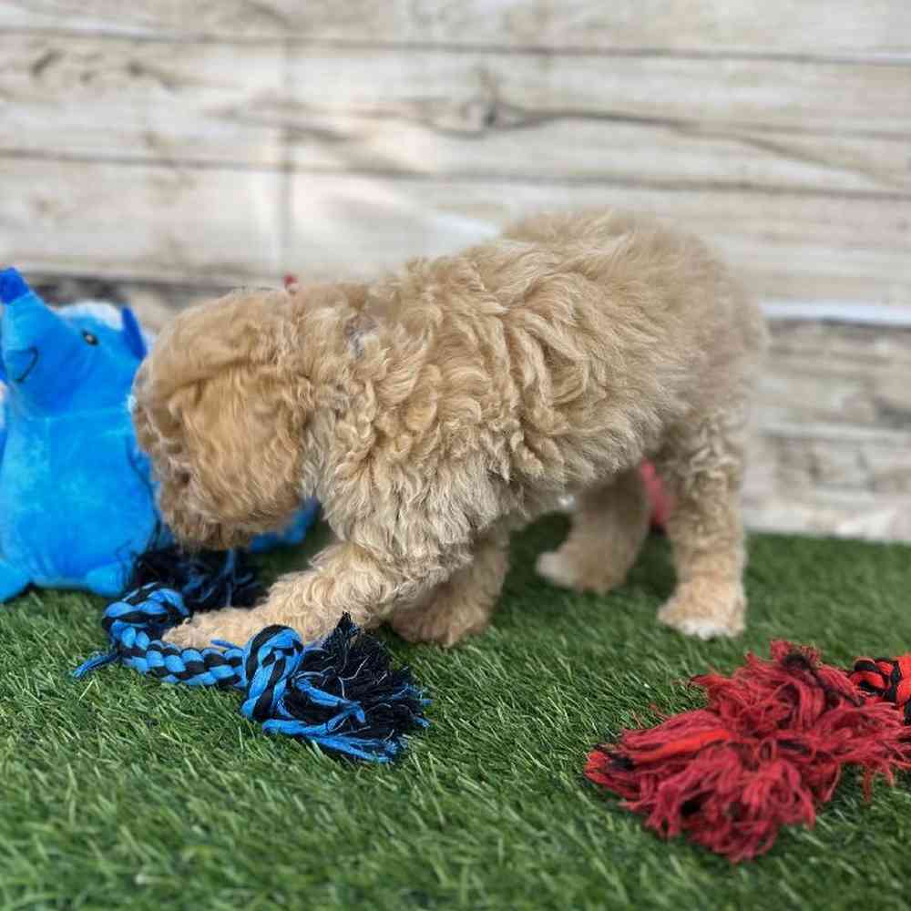Male Mini Goldendoodle F1BB Puppy for Sale in Saugus, MA